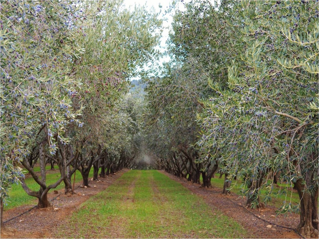 planter une oliveraie