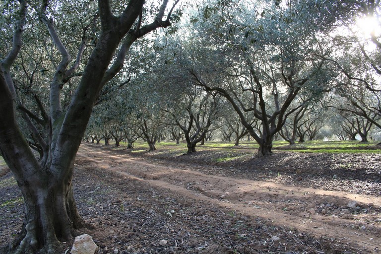 Producteur huile d’olive FRANCE